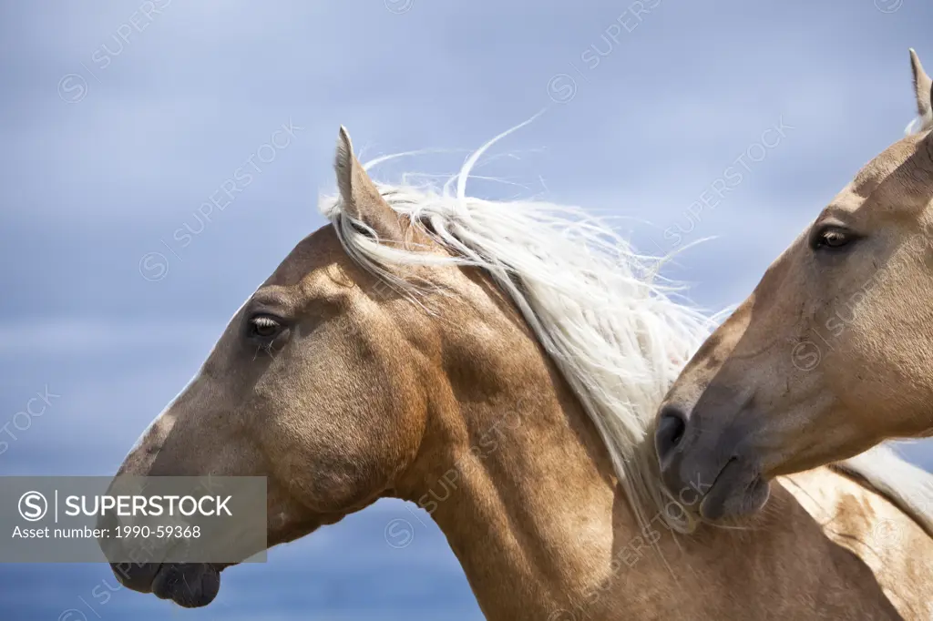 Two horses, Equus caballus, close up, Saskatchewan, Canada