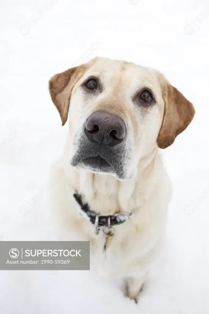 Yellow Labrador Retriever, sitting in snow, portrait