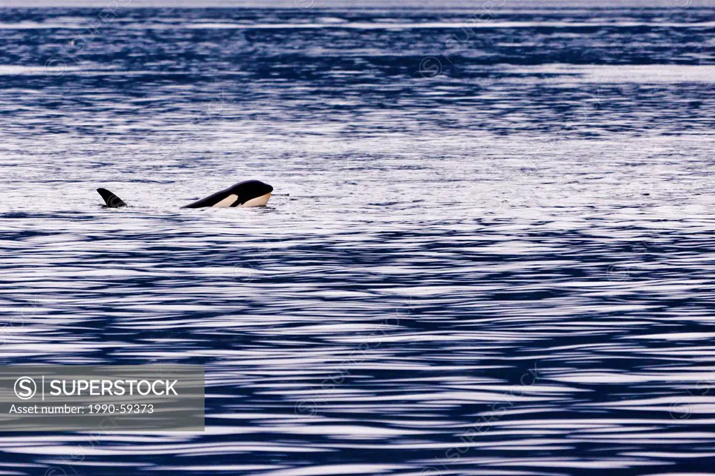 Orca, Orcinusorca, in the Johnstone Straight near Vancouver Island, British Columbia