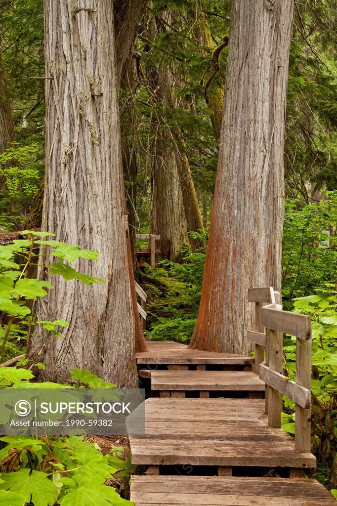 Giant Cedars boardwalk, Mount Revelstoke National Park, British Columbia