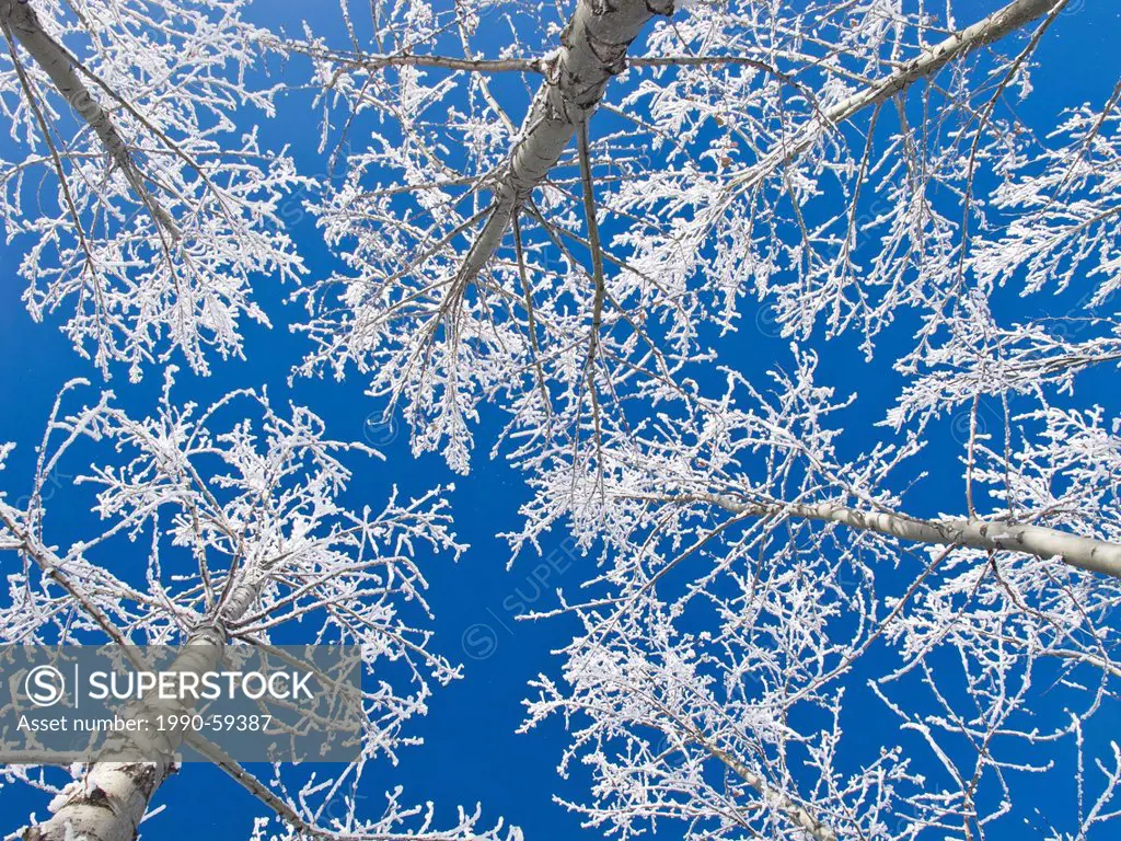 Aspen trees with hoar frost agianst blue sky