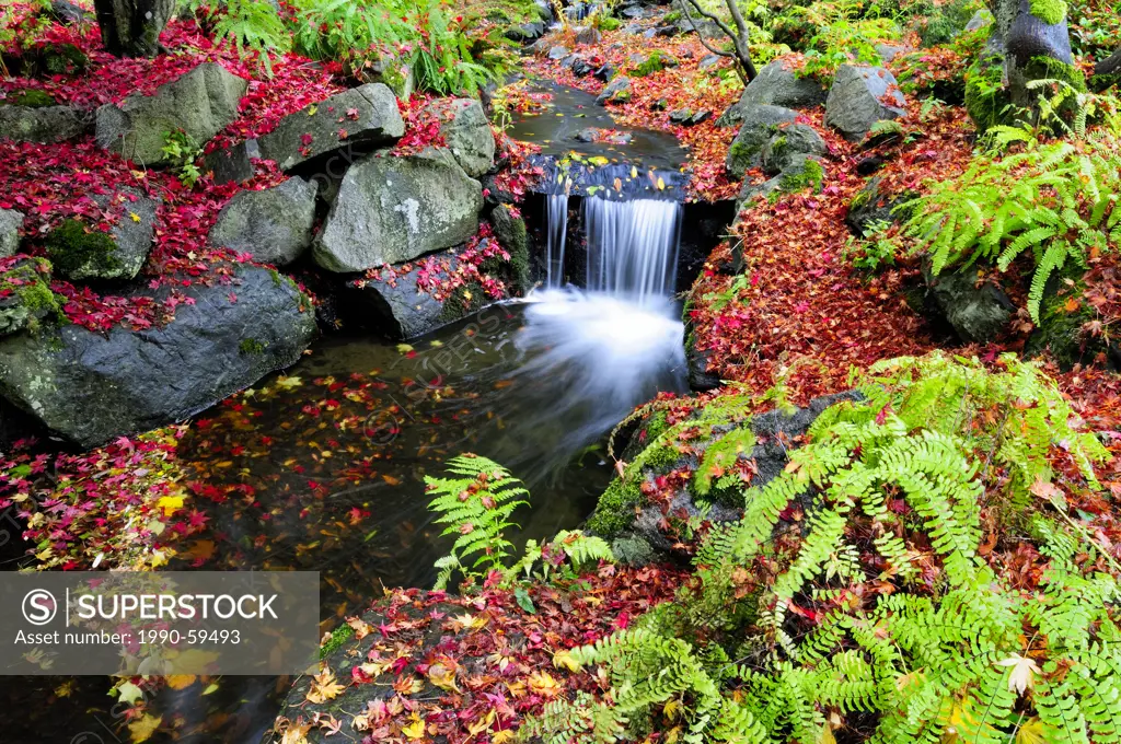 A small creek with a waterfall runs between fallen Japanese Maple leaves and ferns in Beacon Hill Park in Victoria, BC.