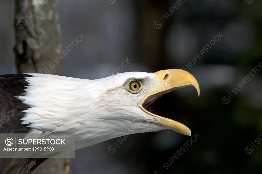 Bald Eagle, Haliaeetus leucocephalus, Canada