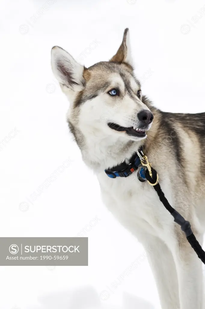 Siberian Husky, Canis lupus, outdoors in snow, white background