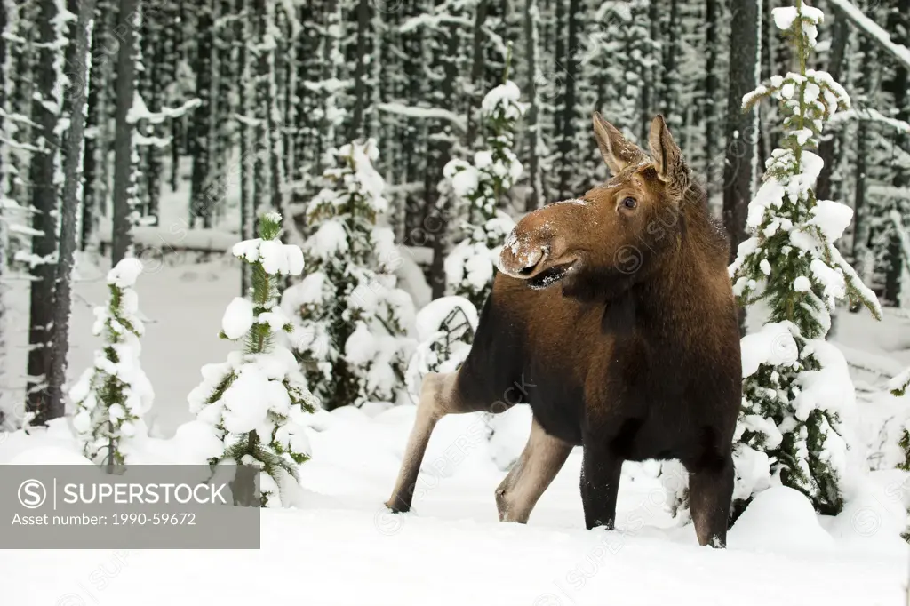 Cow moose Alves alces, Canadian Rocky Mountains, Jasper National Park, western Alberta, Canada