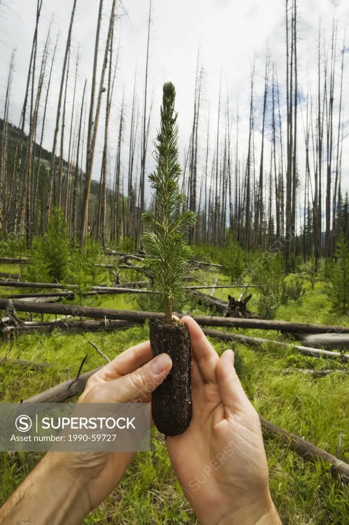 Hands holding fir sapling in a forest of burned trees.