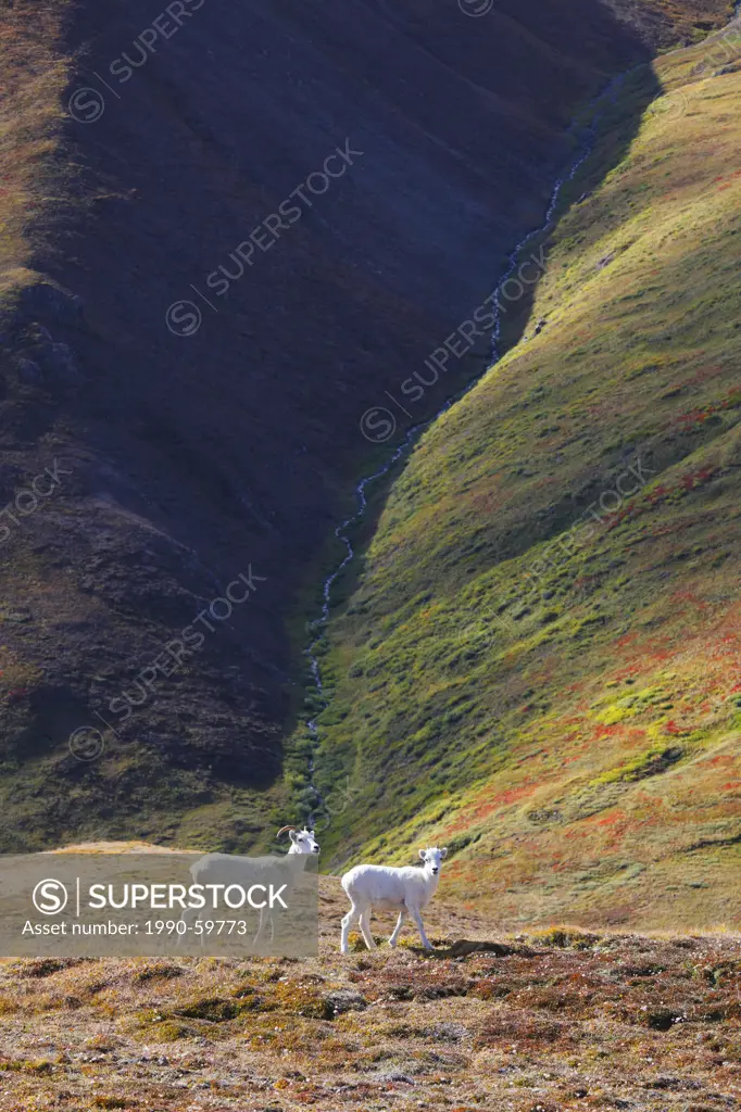 Dall sheep originally Dall´s sheep, Ovis dalli, Kluane National Park, Yukon, Canada