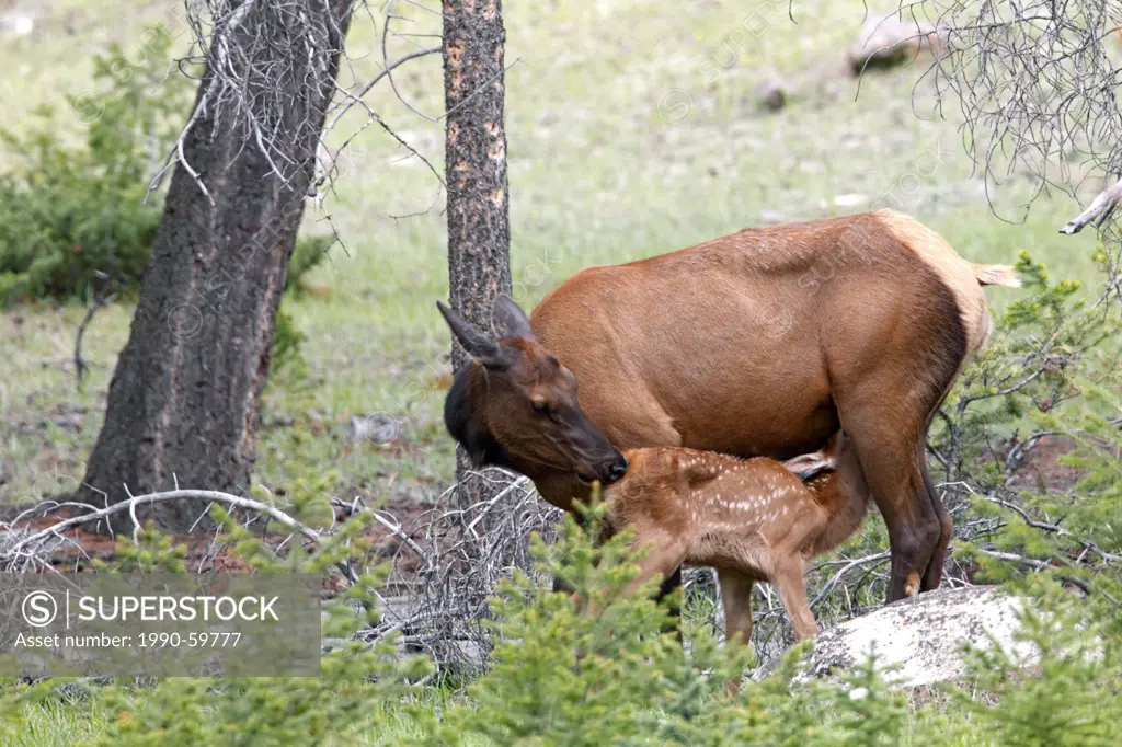 Cow elk or wapiti Cervus canadensis and newborn calf