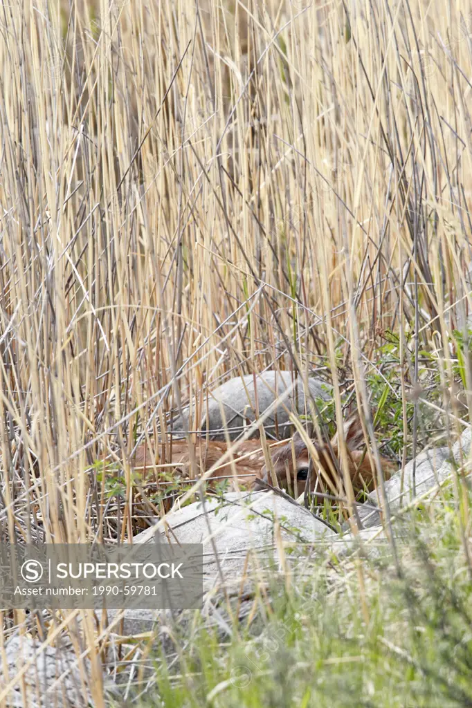 Camouflaged elk or wapiti Cervus canadensis calf in reeds