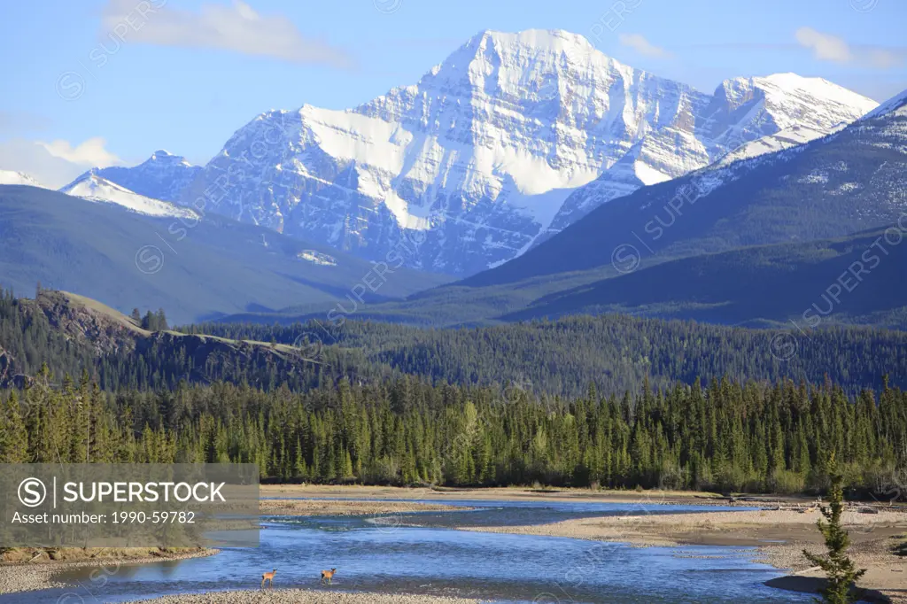 Two elk on the banks of the Athabasca River below Mt Edith Cavell in Jasper National Park, Alberta, Canada