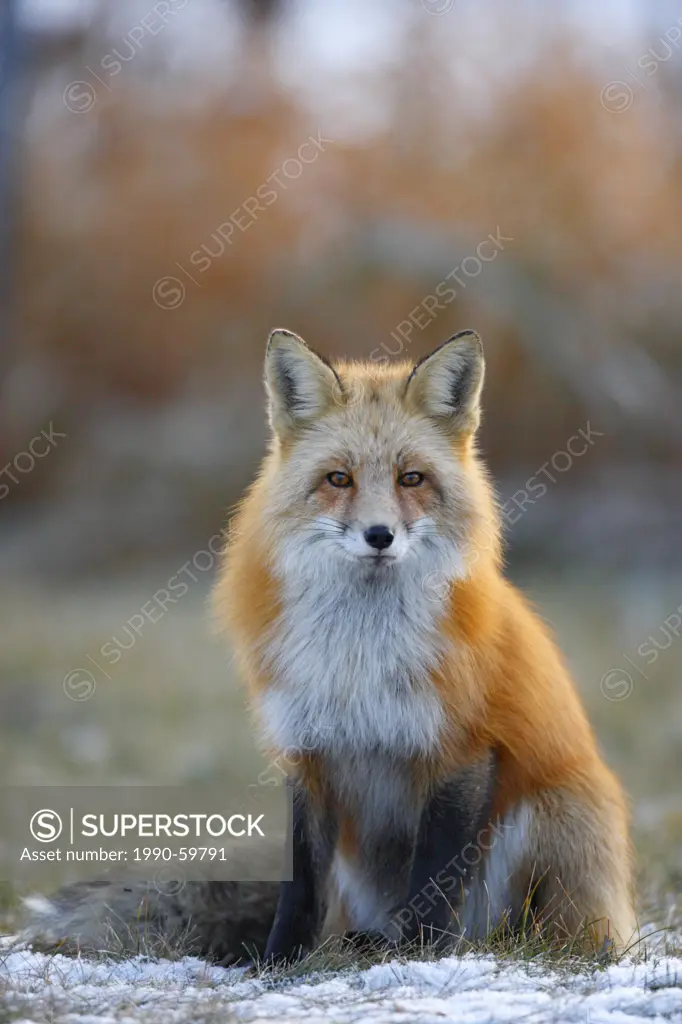 red fox Vulpes vulpes