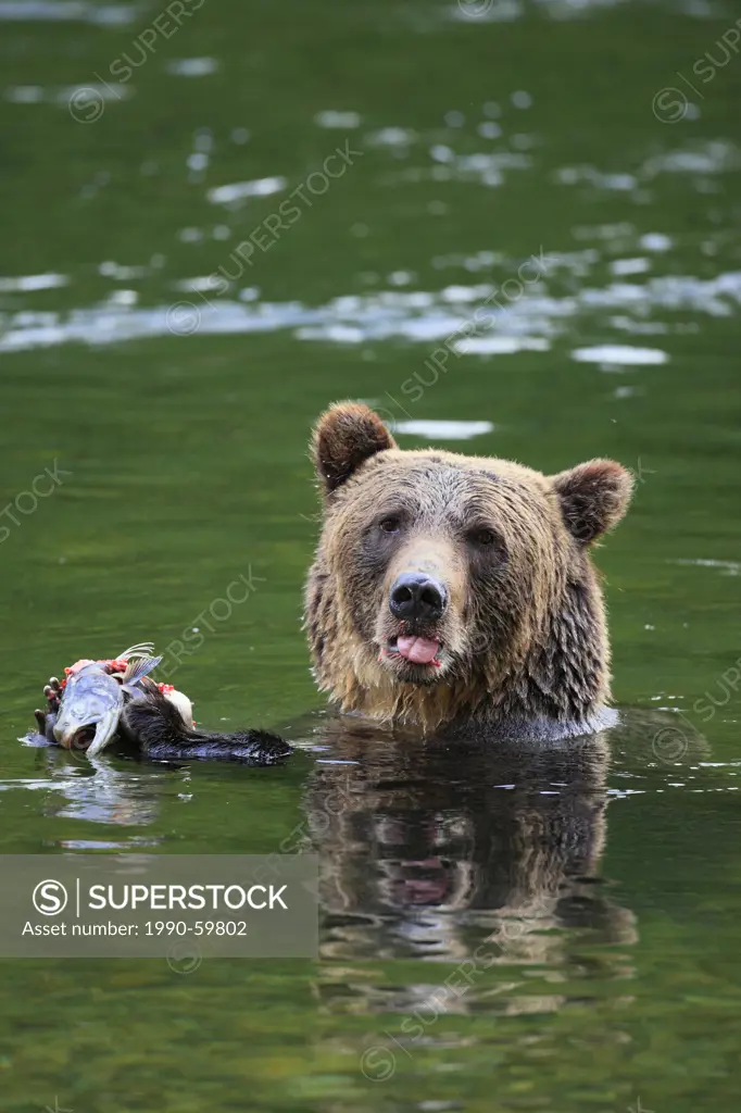 Grizzly bear Ursus arctos horribilis with freshly caught Pink salmon or humpback salmon Oncorhynchus gorbuscha in the Great Bear Rainforest in British...