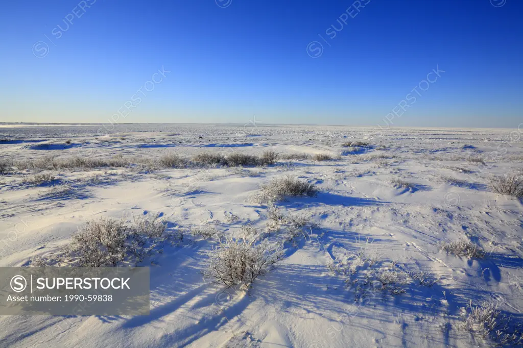 Tundra on the Hudson Bay Lowlands, Churchill, Manitoba, Canada