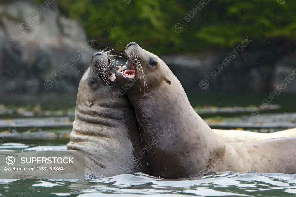 Steller sea lion Eumetopias jubatus also known as the northern sea lion, B.C., Canada