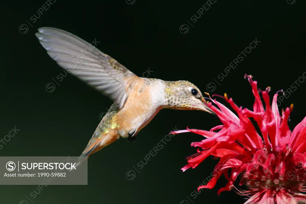 Rufous Hummingbird Selasphorus rufus