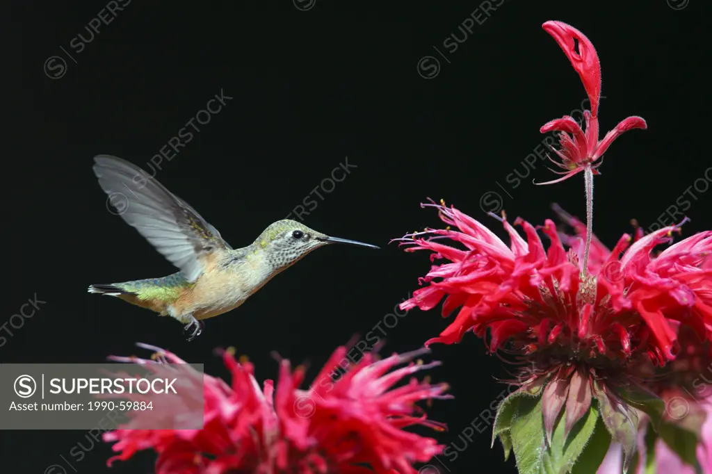 Rufous Hummingbird Selasphorus rufus