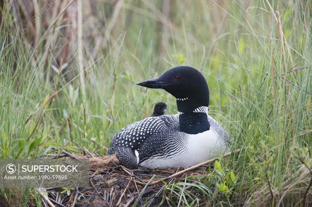 Common loon or Great Northern Loon Gavia immer adult and chick at the nest