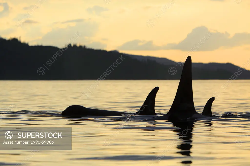Killer whale Orcinus orca, commonly referred to as the orca whale or orca, pod at sunset in Johnstone Strait, British Columbia