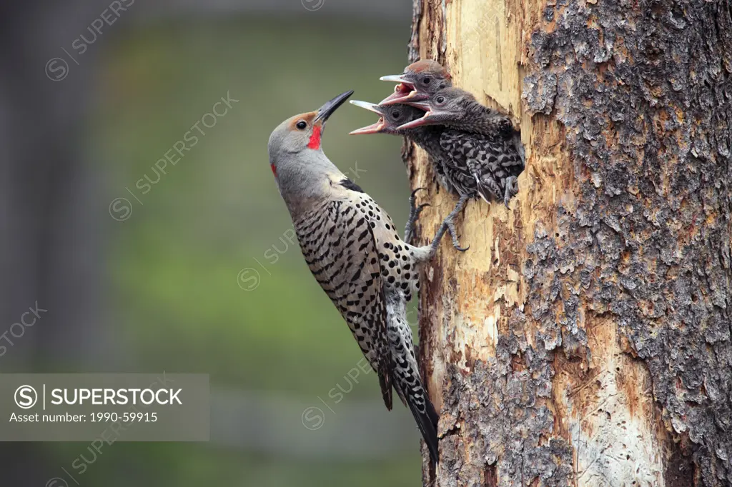 Northern Flicker Colaptes auratus, a medium_sized member of the woodpecker family , feeding chicks at a nest cavity