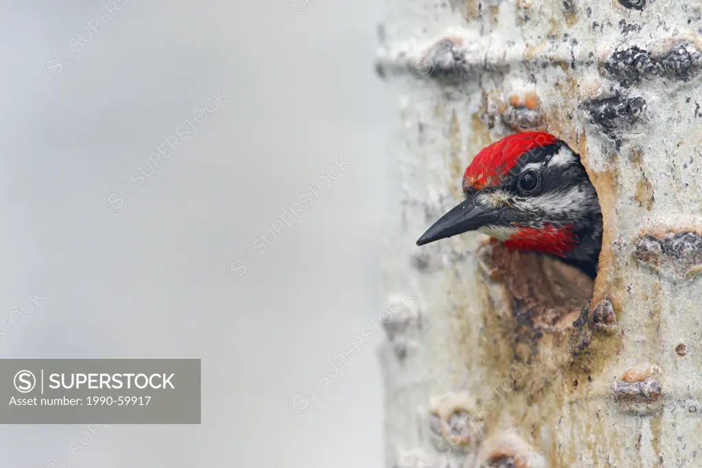 Red_naped Sapsucker Sphyrapicus nuchalis , a medium_sized woodpecker, at a nest cavity