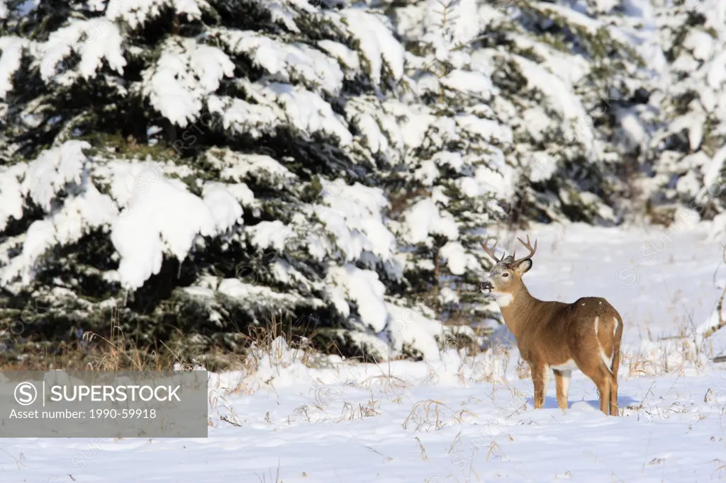 White_tailed deer buck in Kananaskis Country, Alberta, Canada