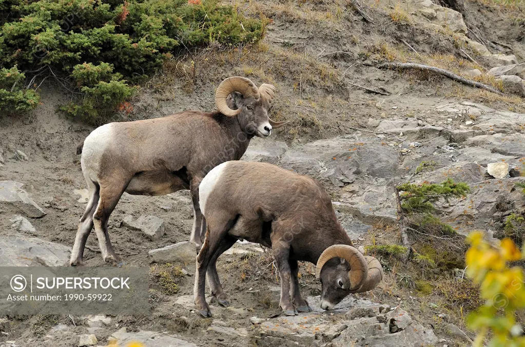 Two wild Rocky Mountain Bighorn sheep ´Ovis canadensis´ walking along a sheep trail on the side of a mountain in Jasper National Park, Alberta Canada.