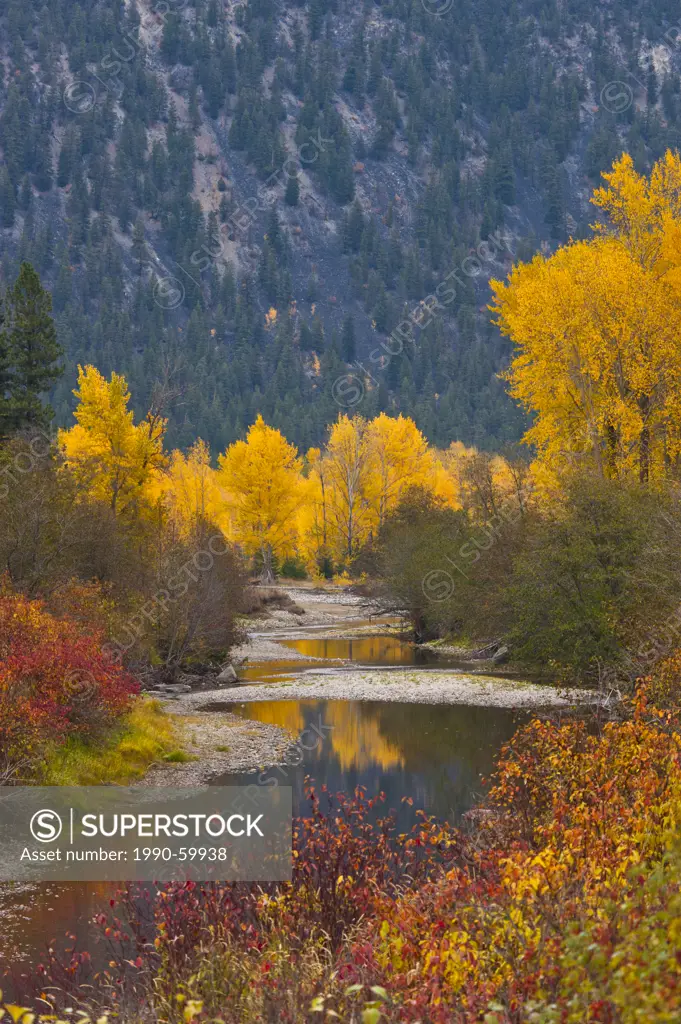 Cotton wood trees is fall along the Similkameen River, British Colulmbia, Canada.