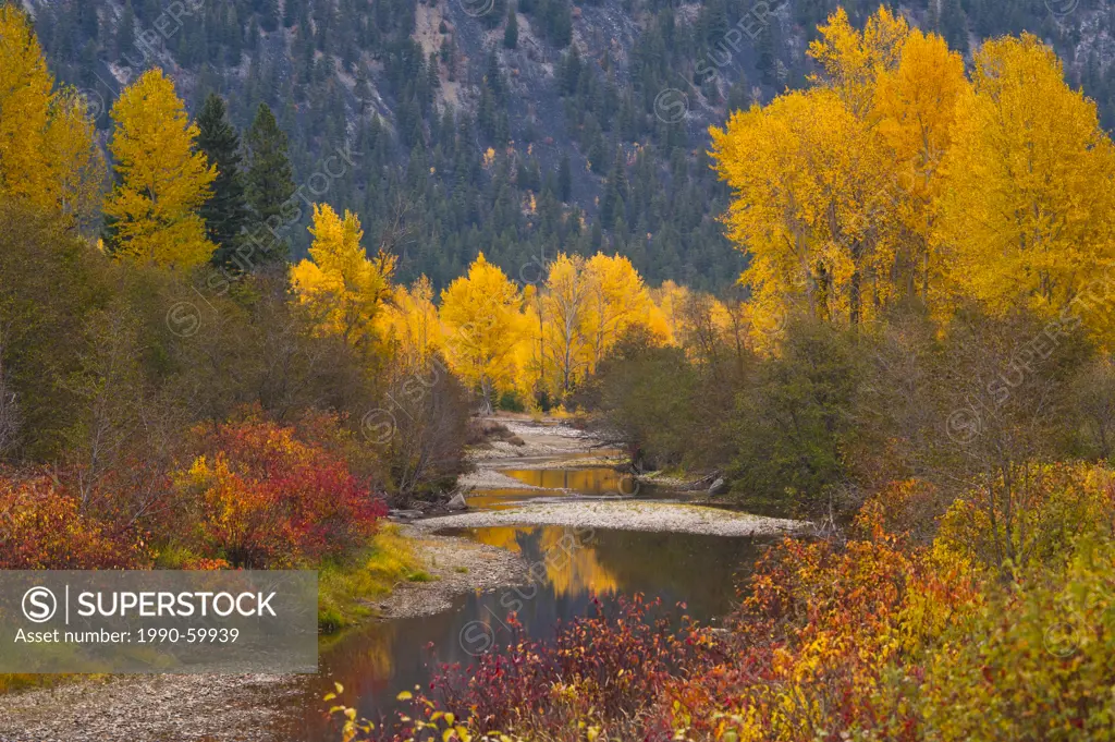 Cotton wood trees is fall along the Similkameen River, British Colulmbia, Canada.