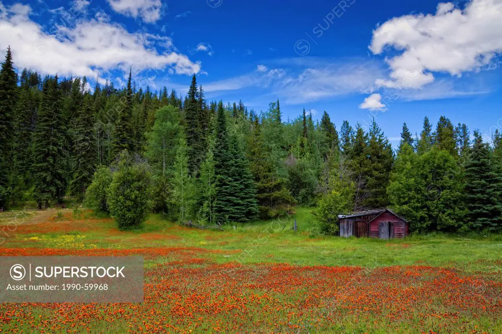 Old cabin and wildflowers near Penticton, British Columbia