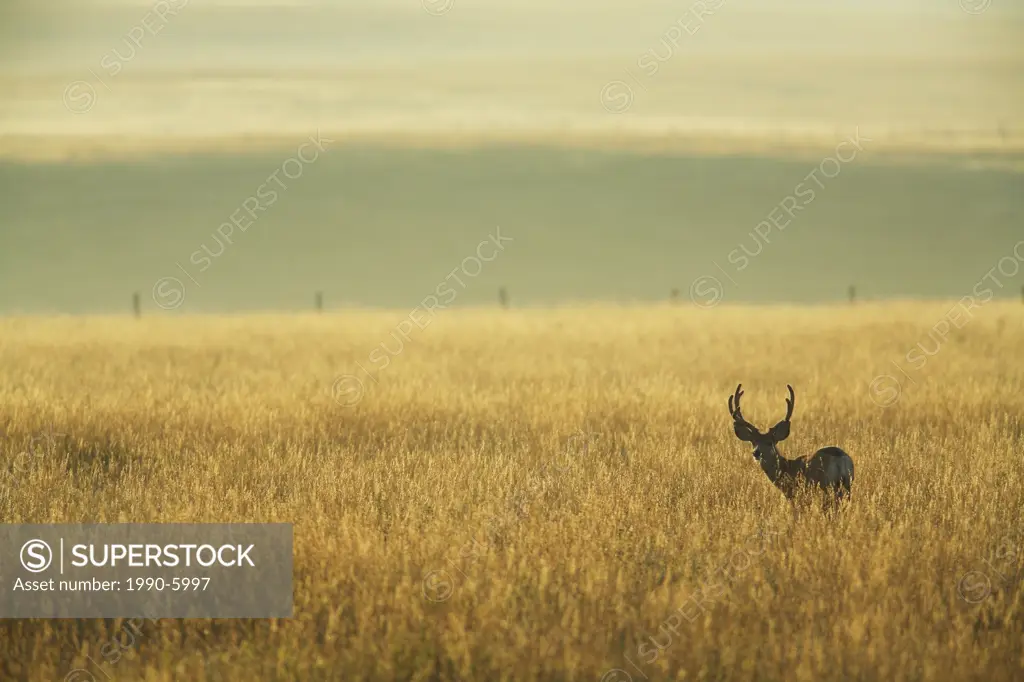 Mule deer buck in velvet on the Canadian Prairies at dawn, Alberta, Canada