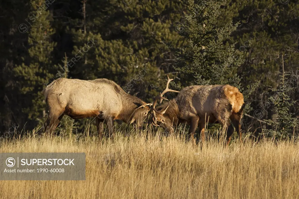 Two bull Elk fighting in Banff National Park, Alberta, Canada