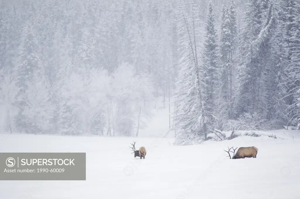 Elk foraging in the snow, Banff National Park, Alberta, Canada