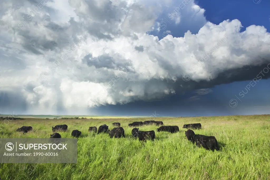 Cows grazing in summer as a storm approaches near Calgary, Alberta, Canada