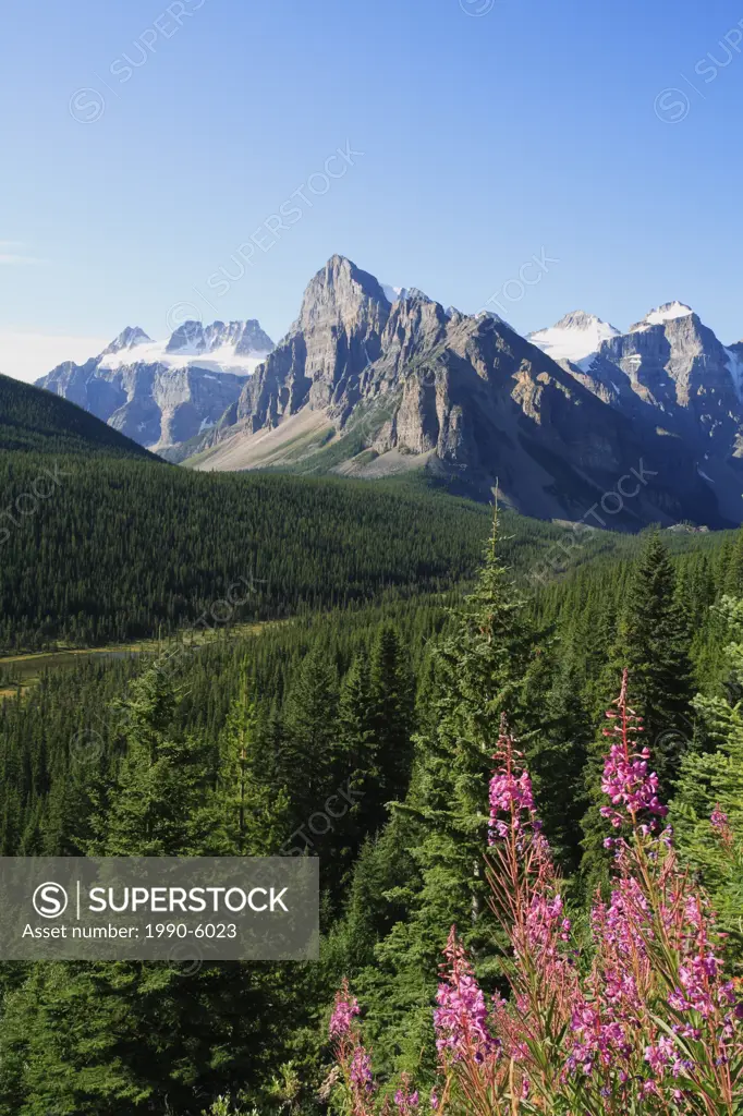 Fireweed and Mt Babel in the Valley of the Ten Peaks near Moraine Lake in Banff National Park in the Canadian Rockies, Alberta, Canada