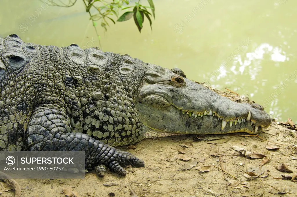 American crocodile Crocodylus acutus basking, Belize, Central America