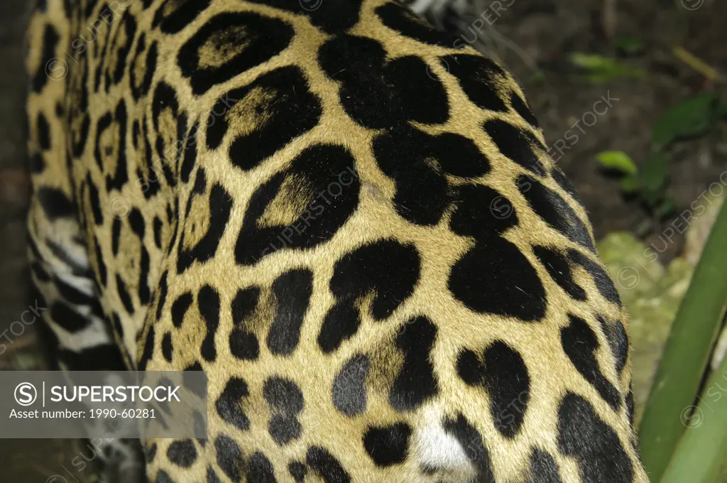 Jaguar Panthera onca coat pattern, tropical rain forest, Belize, Central America