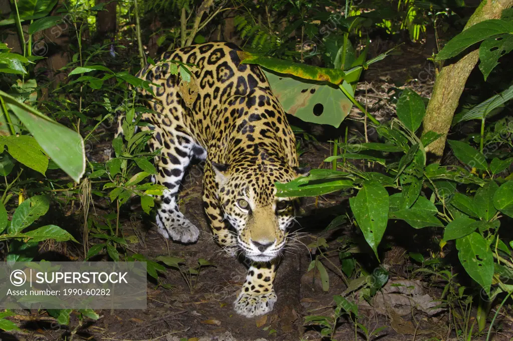 Jaguar Panthera onca, tropical rain forest, Belize, Central America