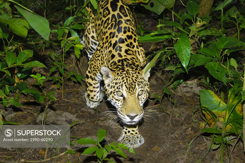 Jaguar Panthera onca, tropical rain forest, Belize, Central America