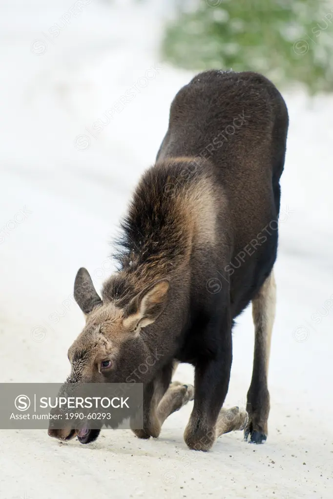Moose calf Alves alces 7_months old eating salt from a winter road, Canadian Rocky Mountains, Jasper National Park, western Alberta, Canada