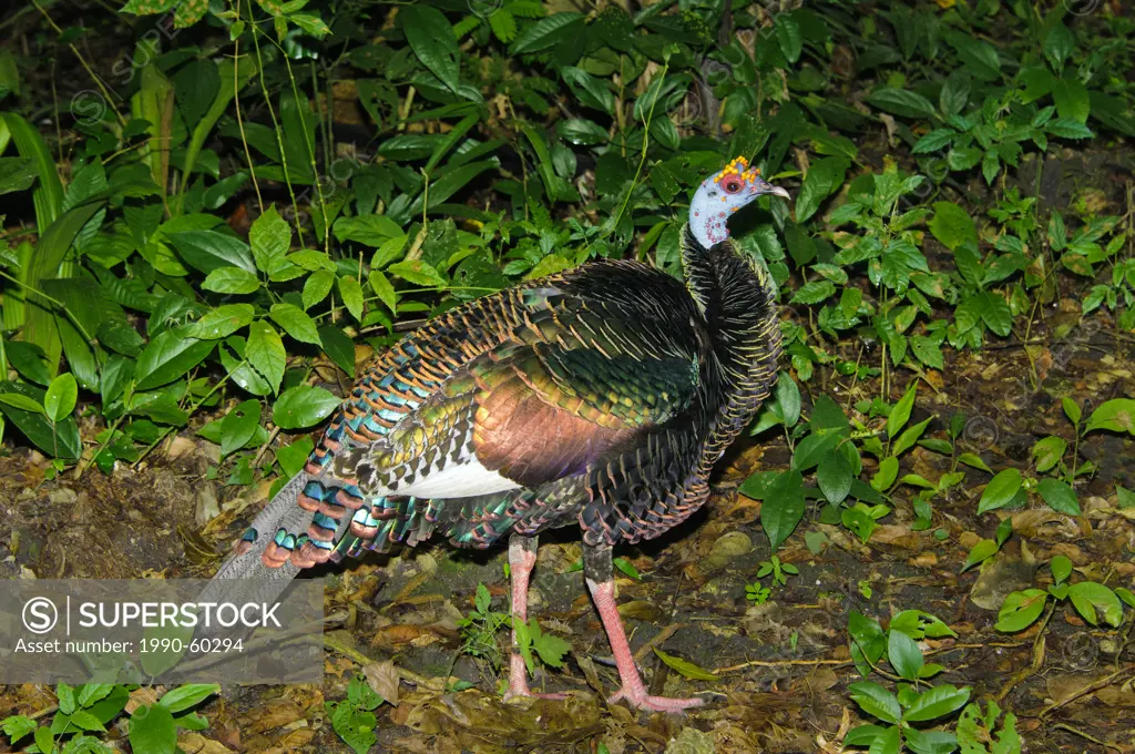 Ocellated turkey Meleagris ocellata Belize, Central America