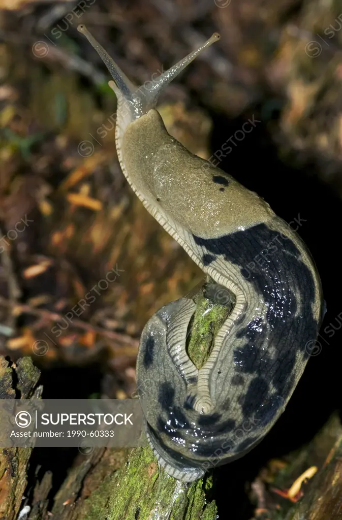 Pacific banana slug Ariolimax columbianus contributes to decomposition and nutrient cycling in the coastal rain forest of western redcedar Thuja plica...