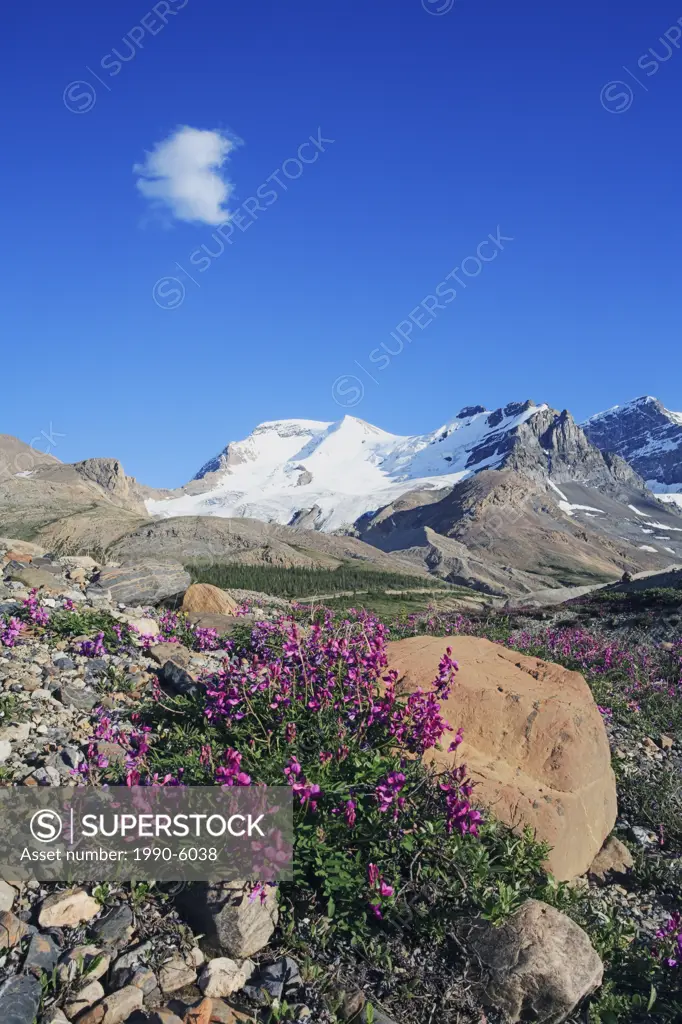 Rivers beauty wildflowers and Mt Athabasca in the Columbia Icefields region in the Canadian Rocky Mountains, Jasper National Park, Alberta, Canada