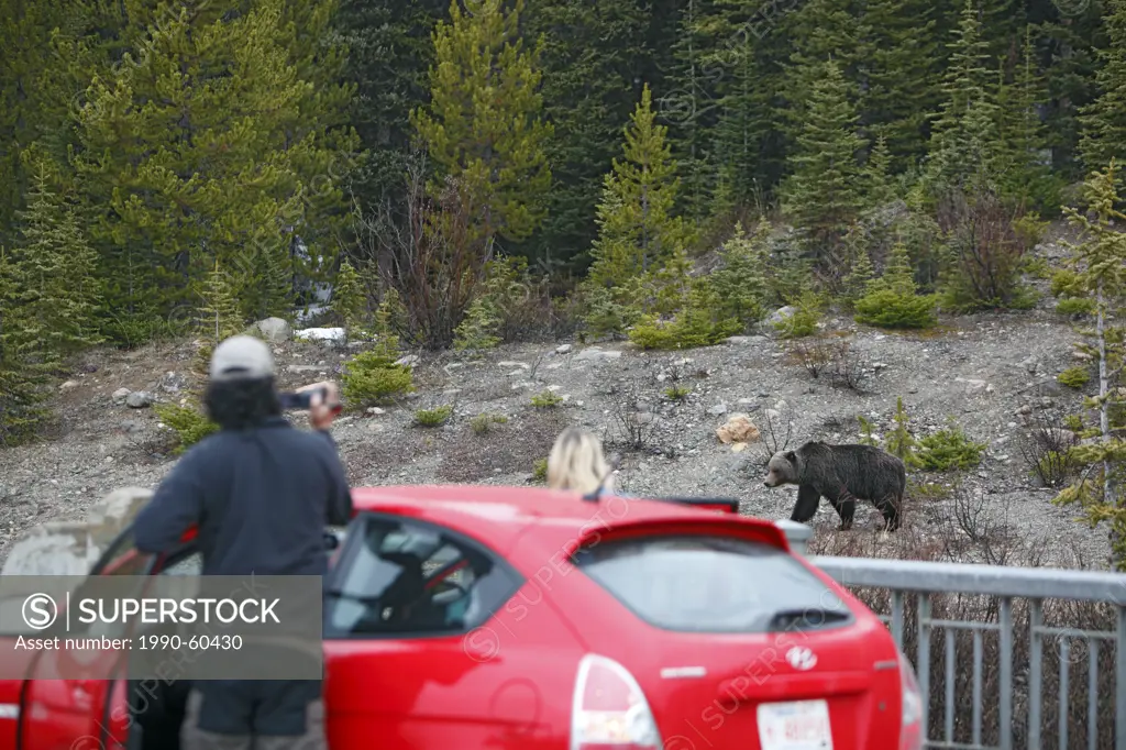 Tourist videoing a grizzly bear on the side of the road in the Canadian Rockies
