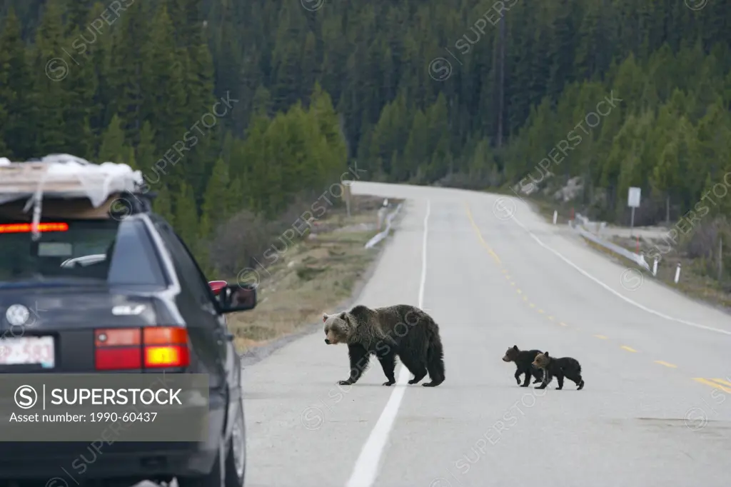 Grizzly bear sow and cubs crossing the Icefields Parkway, Banff National Park, Alberta, Canada