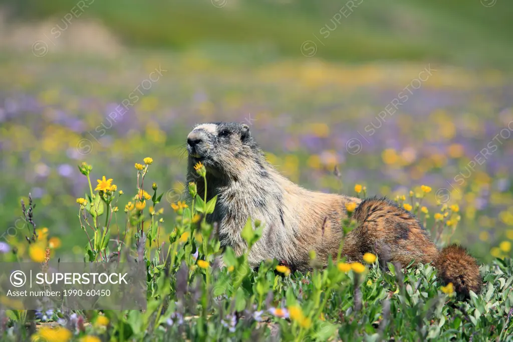 hoary marmot Marmota caligata in wildflowers in the Canadian Rockies