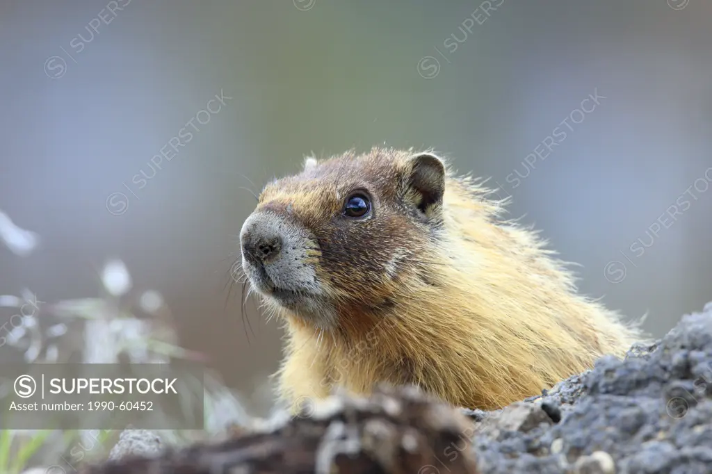 Yellow_bellied marmot Marmota flaviventris, also known as the rock chuck, near Kamloops, BC, Canada