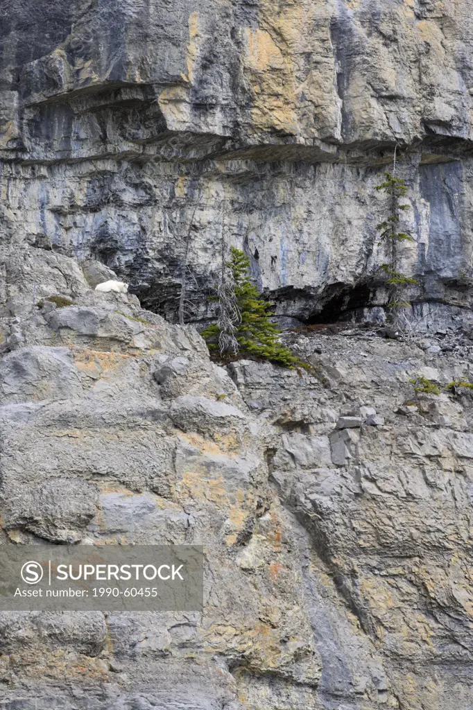 Mountain Goat Oreamnos americanus, nanny and kid also known as the Rocky Mountain Goat in Jasper National Park, Alberta, Canada