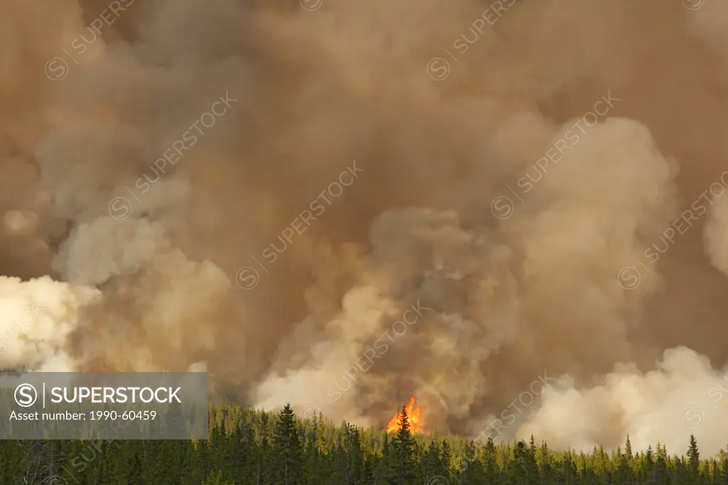 Forest fire burning off the David Thompson Highway in Alberta, Canada