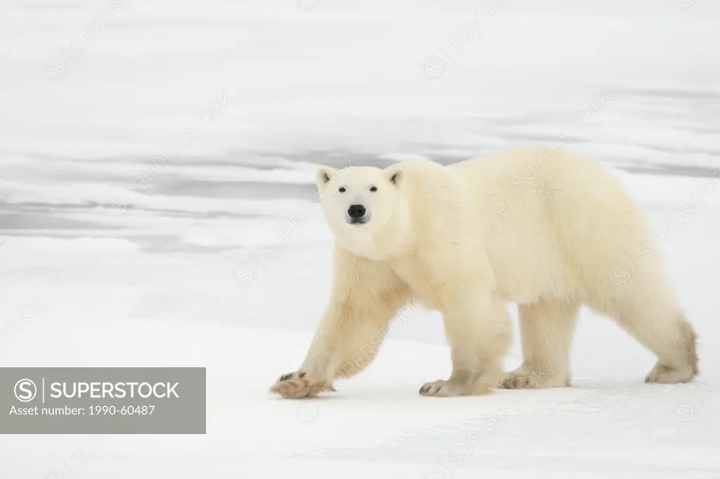Polar bear Ursus maritimus walking on ice in the Canadian Arctic