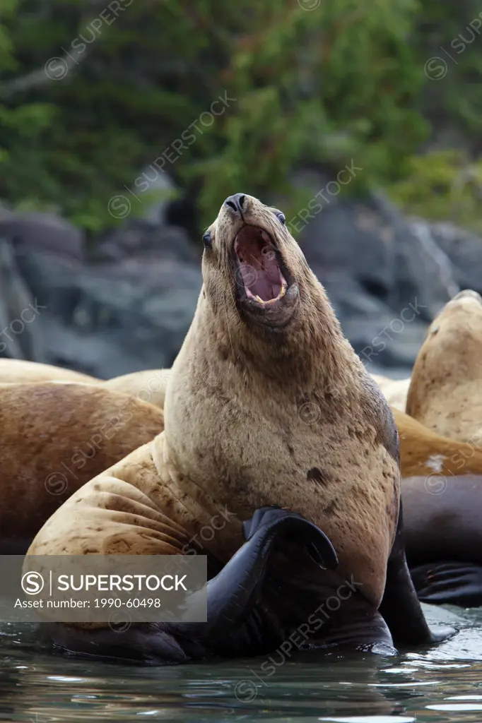 Steller sea lion Eumetopias jubatus also known as the northern sea lion, BC Coast, Canada